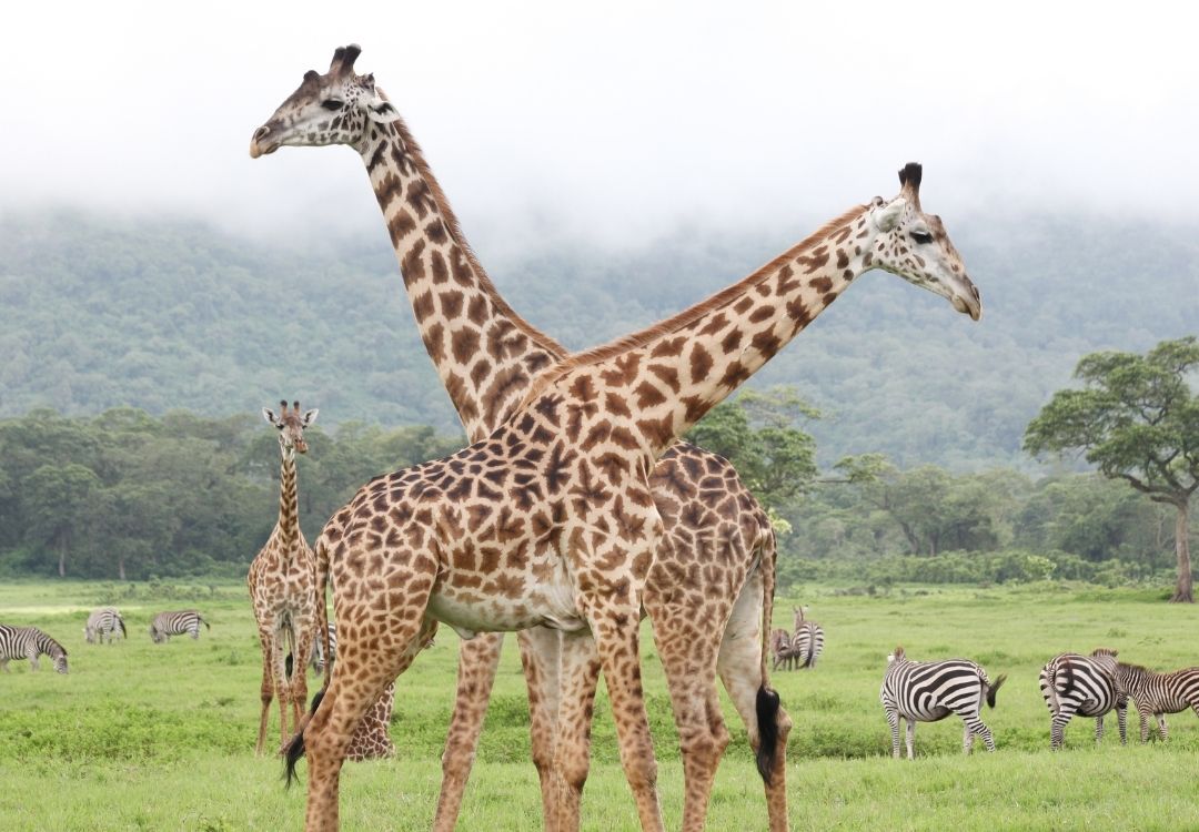 pazuri africa arusha national park