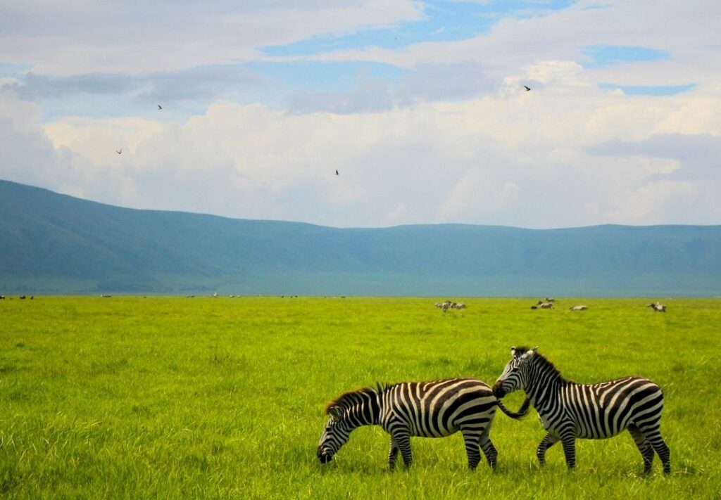 pazuri africa ngorongoro crater