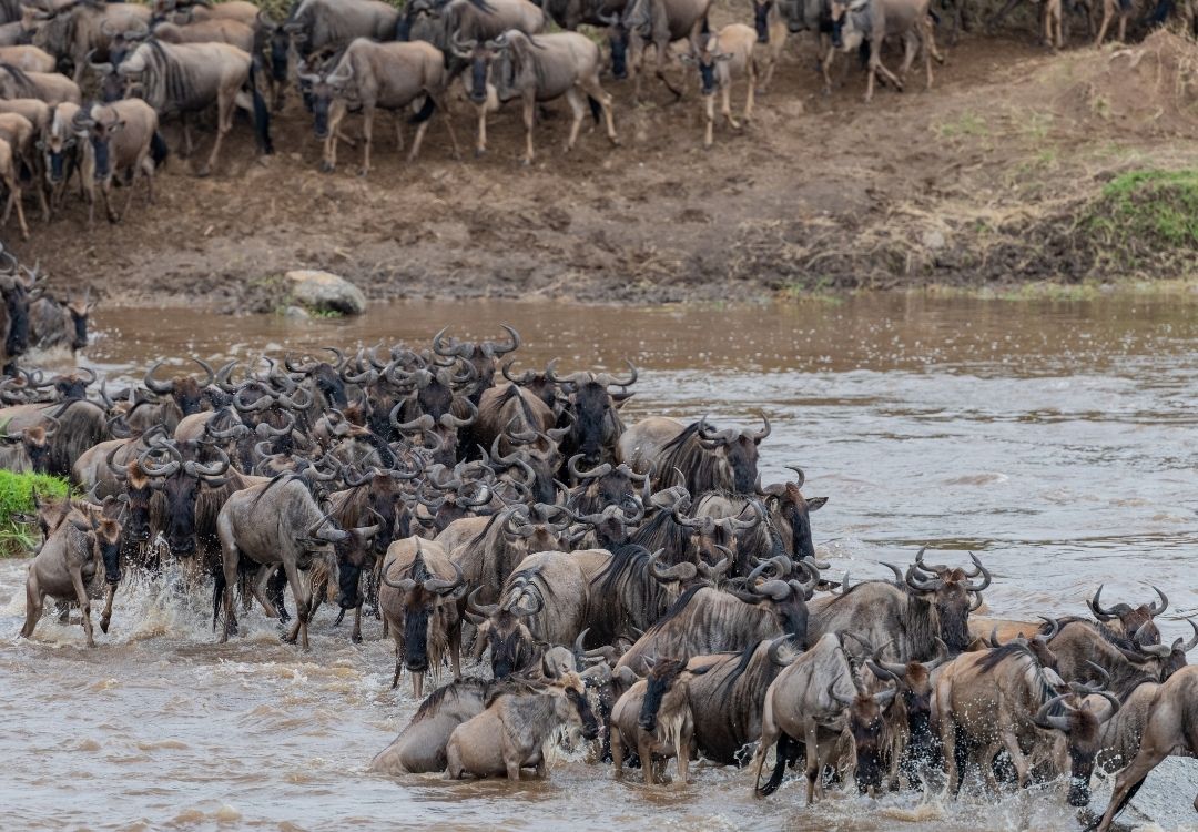 pazuri africa serengeti