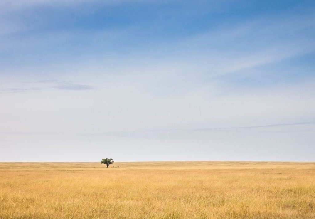 pazuri africa serengeti(6)