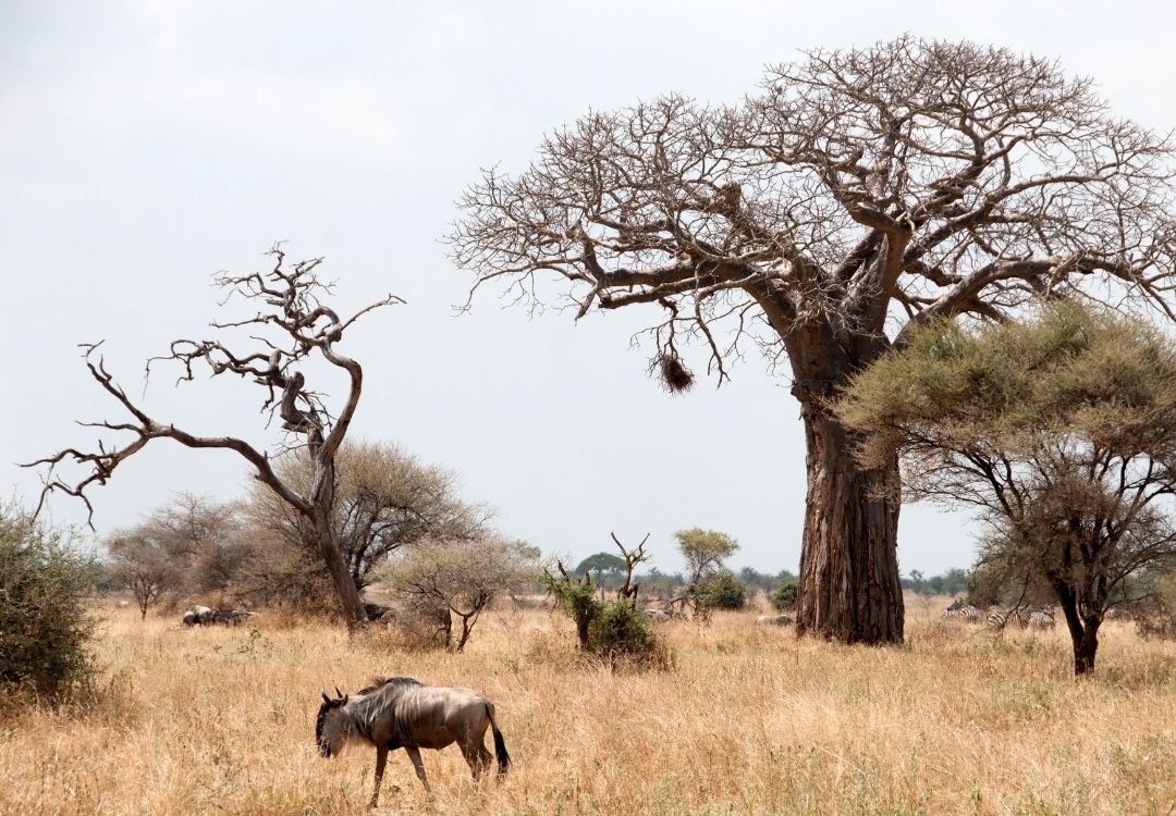 pazuri africa tarangire