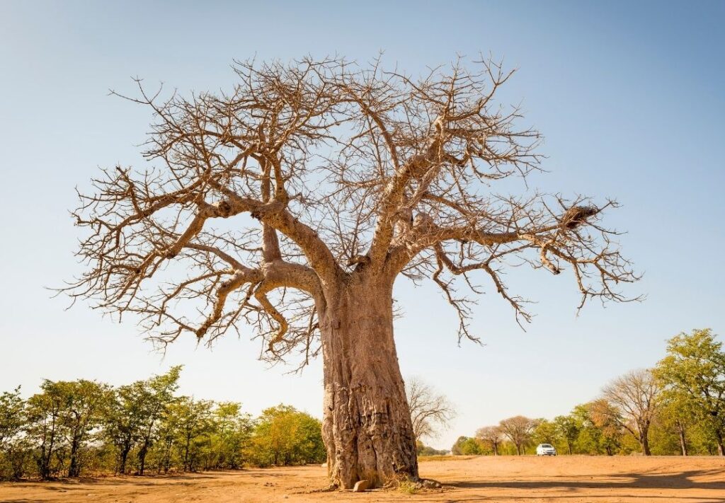 pazuri africa baobab