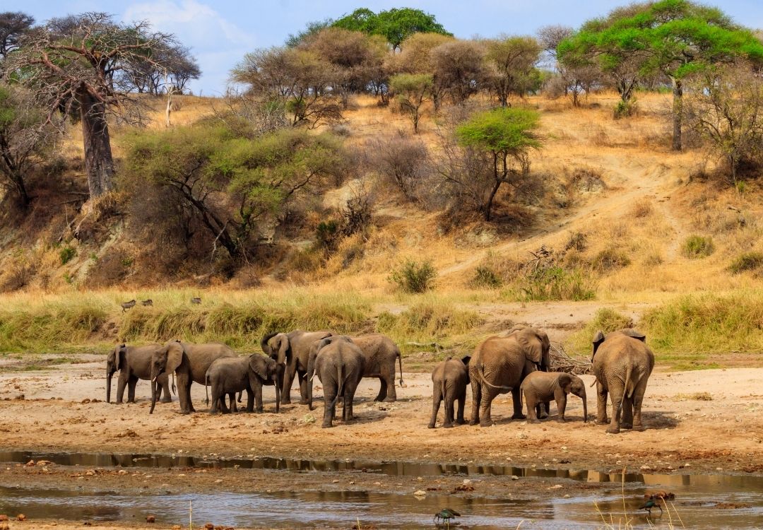 pazuri africa elephant(1)