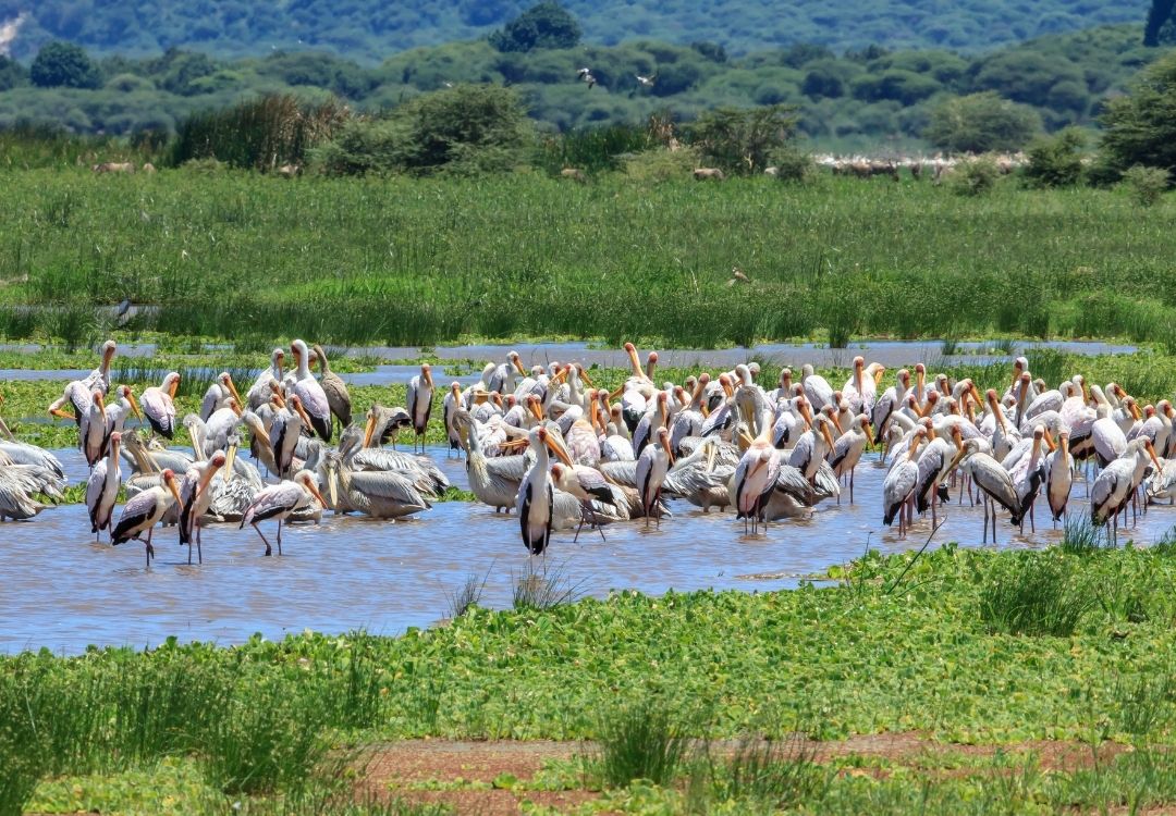 pazuri africa lake manyara