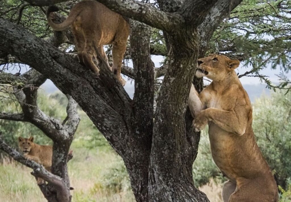 pazuri africa lake manyara lions