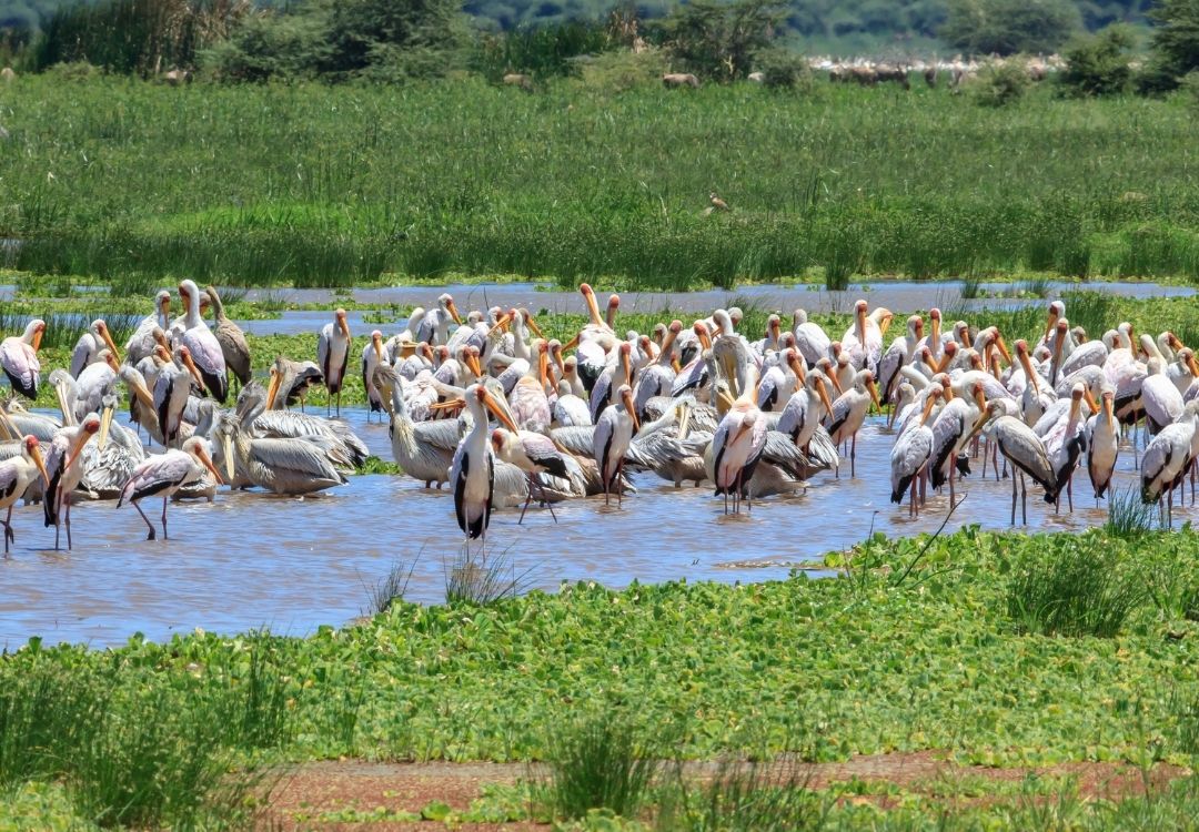 pazuri africa lake manyara(1)