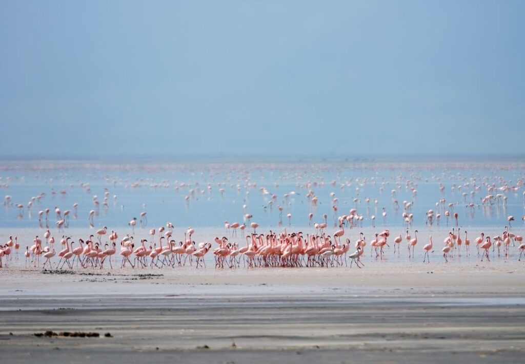 pazuri africa lake manyara(2)