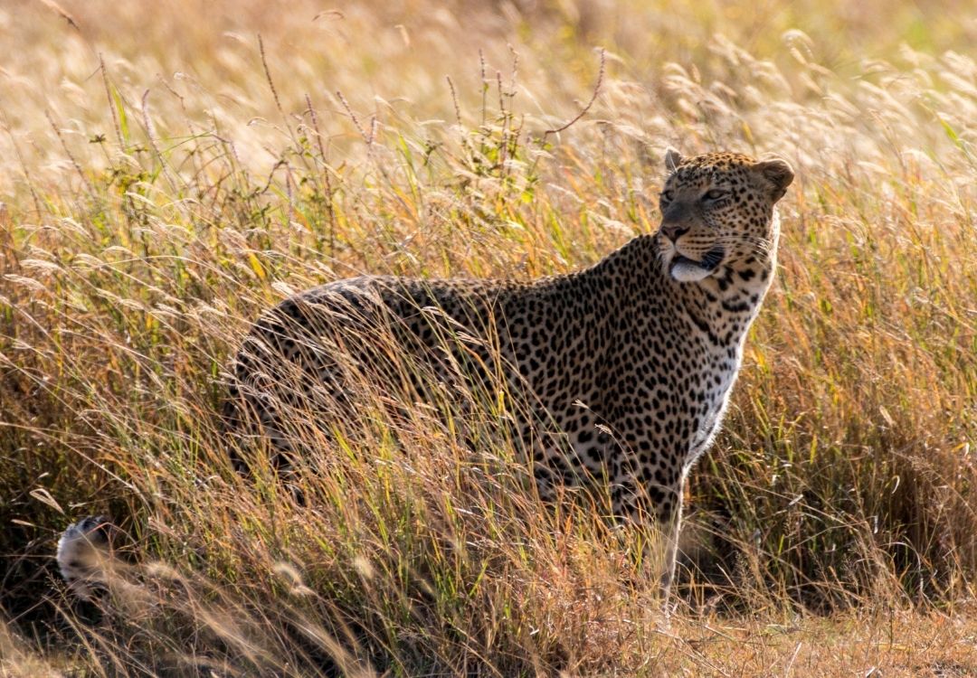pazuri africa leopard