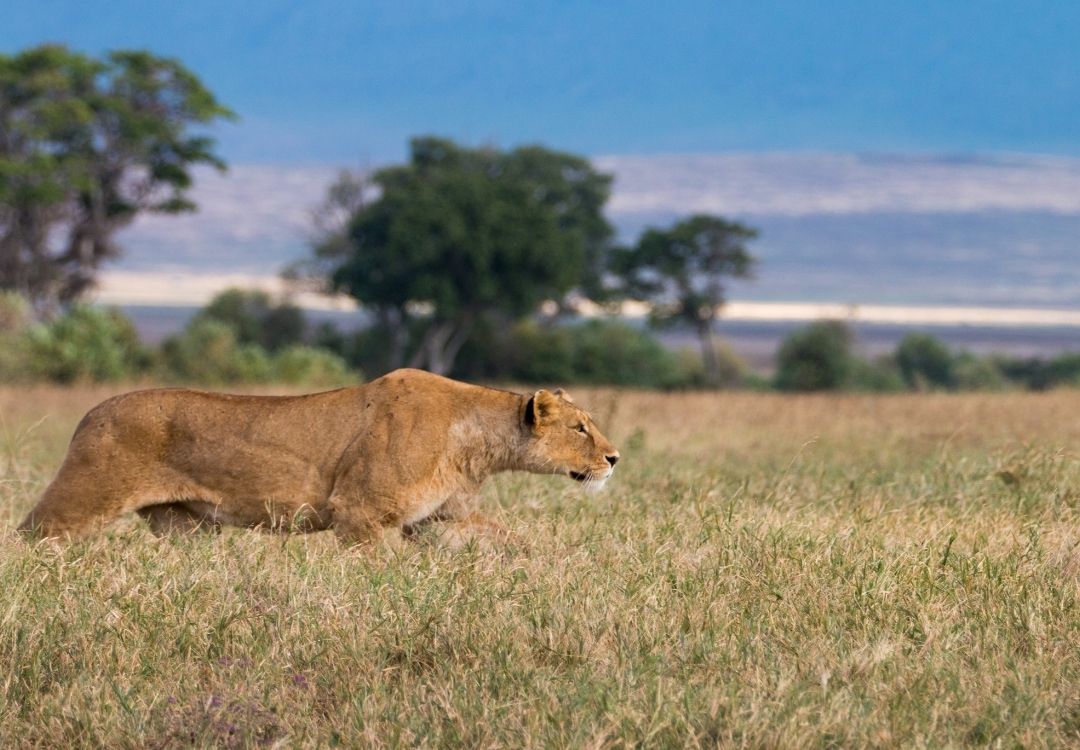 pazuri africa lion ngorongoro crater
