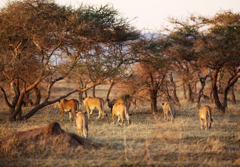 pazuri africa lion serengeti