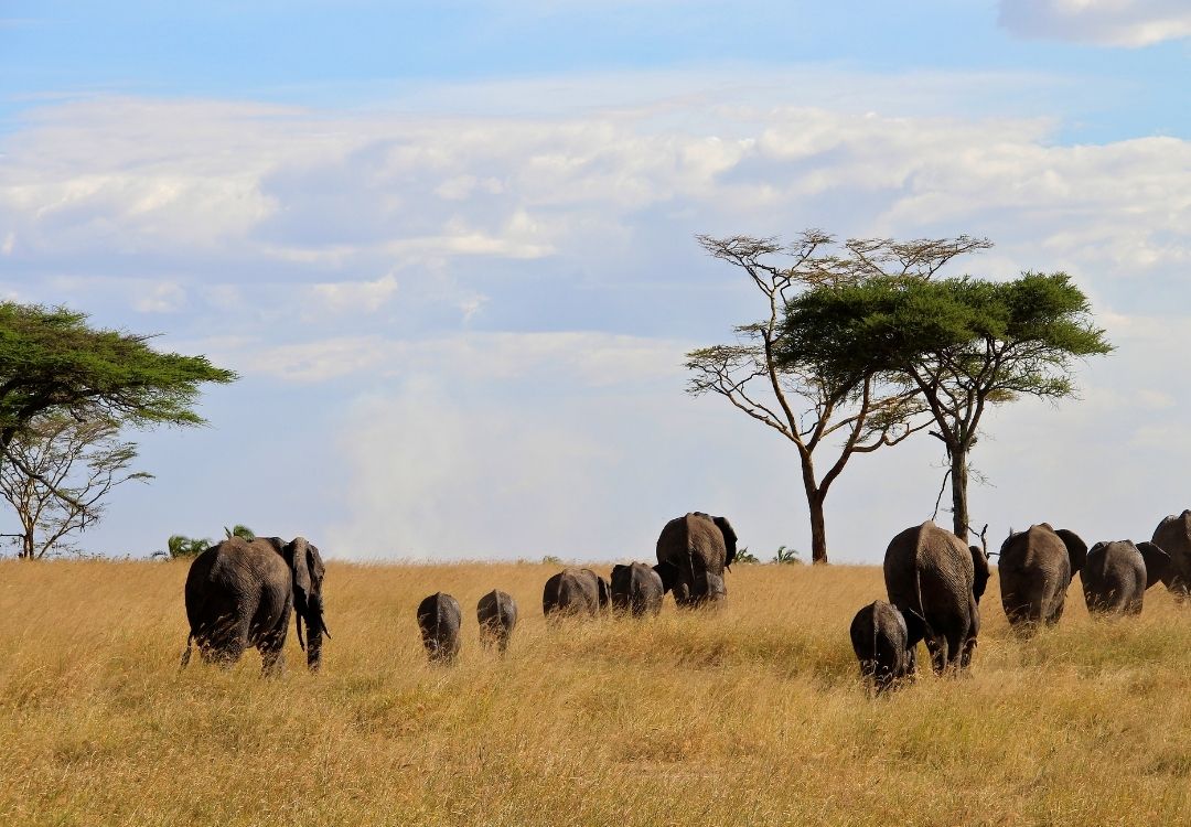 pazuri africa serengeti(4)