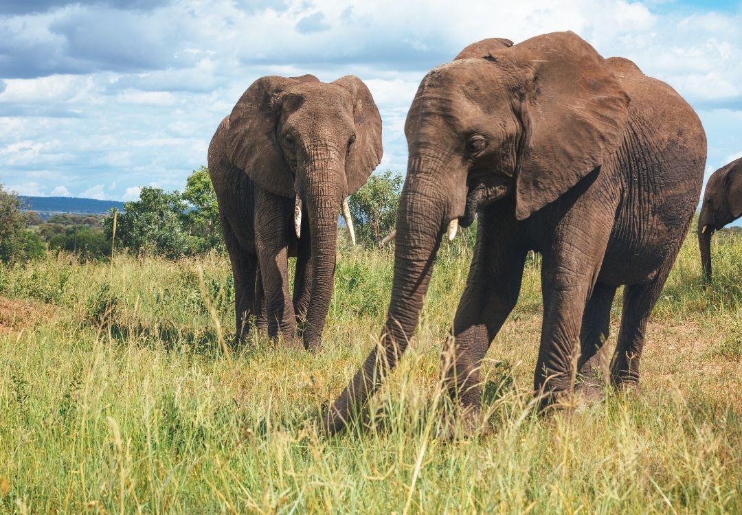 pazuri africa tarangire(1)