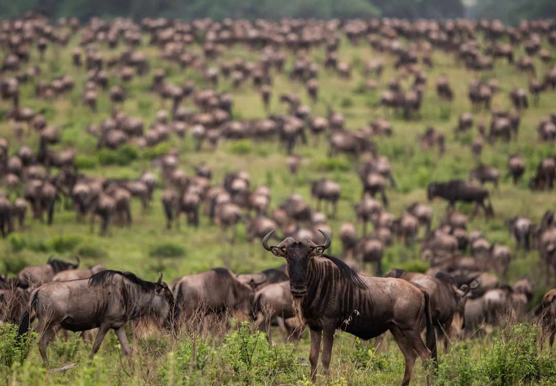 pazuri africa wildebeest