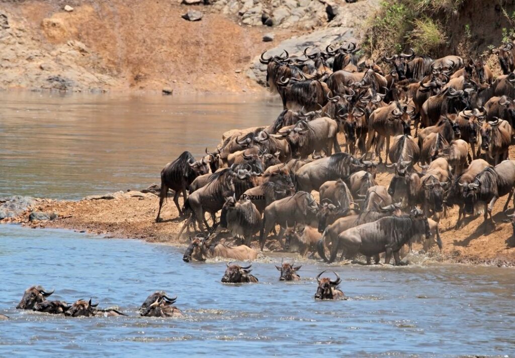 pazuri africa wildebeest(3)