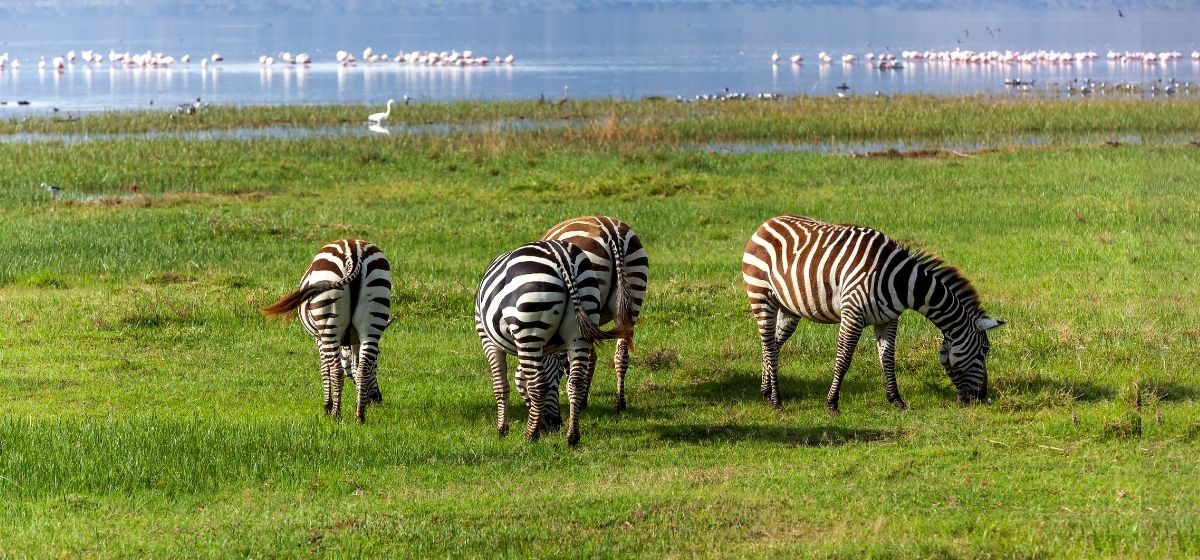 pazuri africa zebra