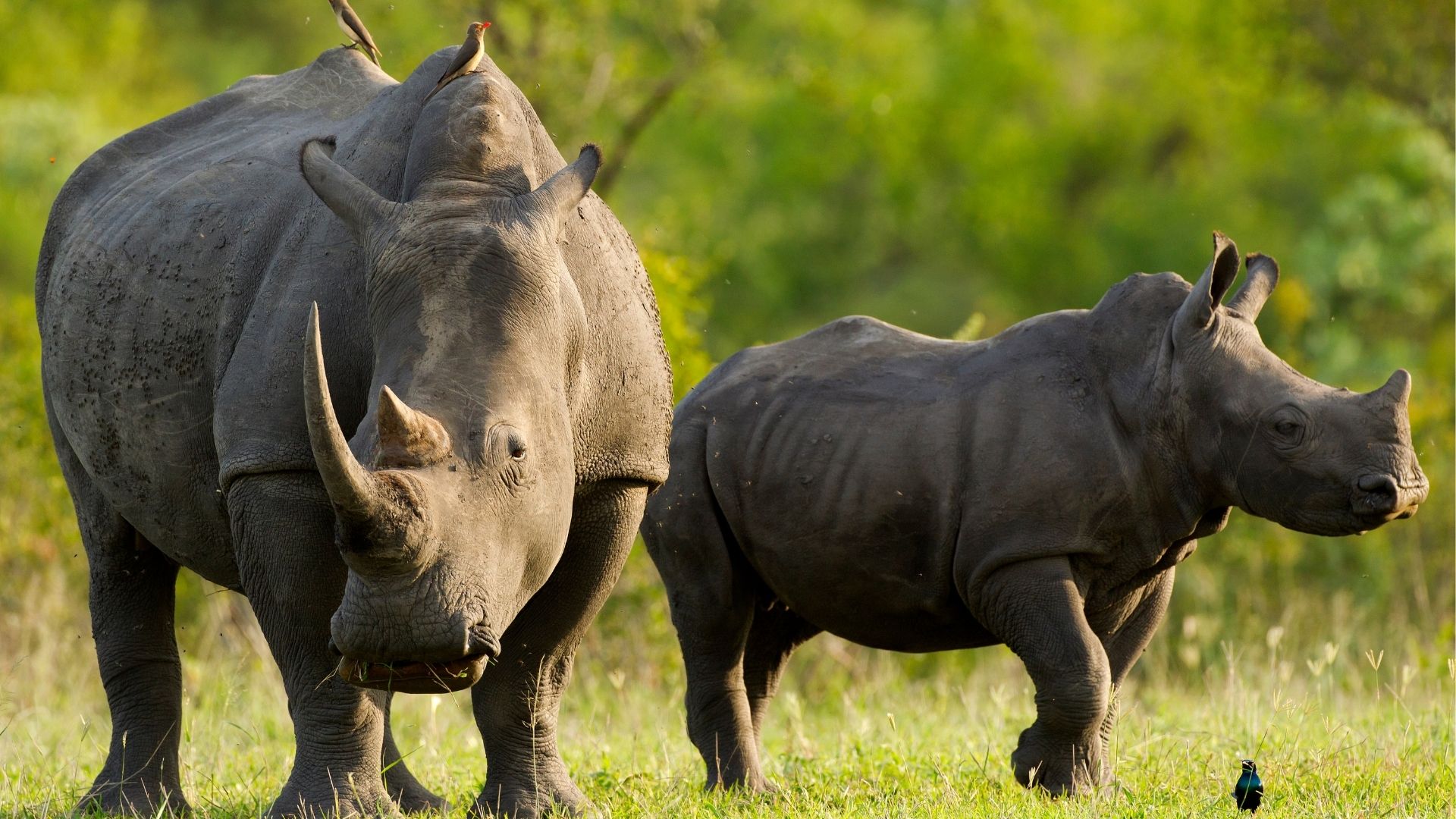 pazuri africa rhino